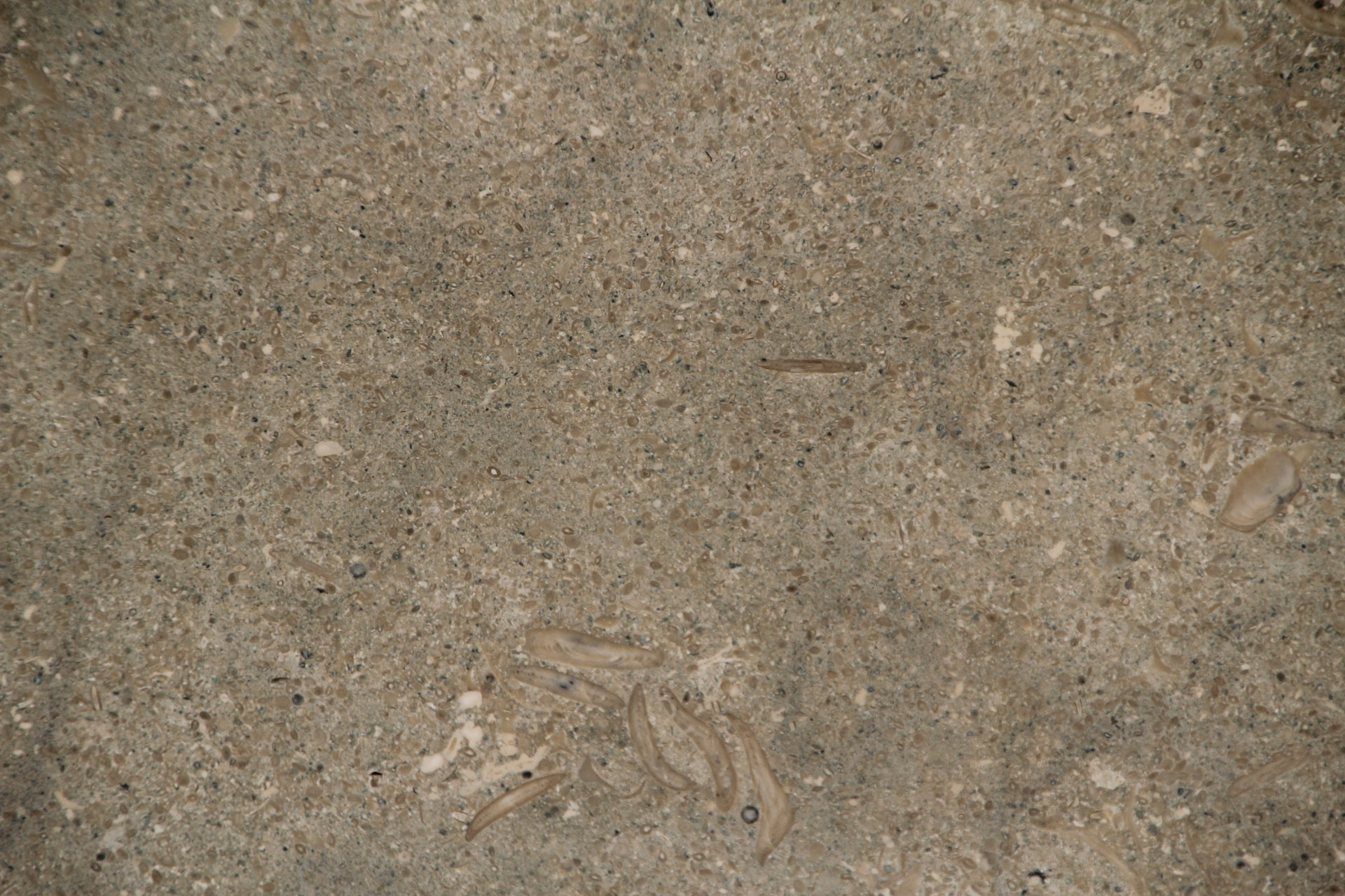 MARMI DI CARRARA Light Tone colour fine materials marbles IMAGE